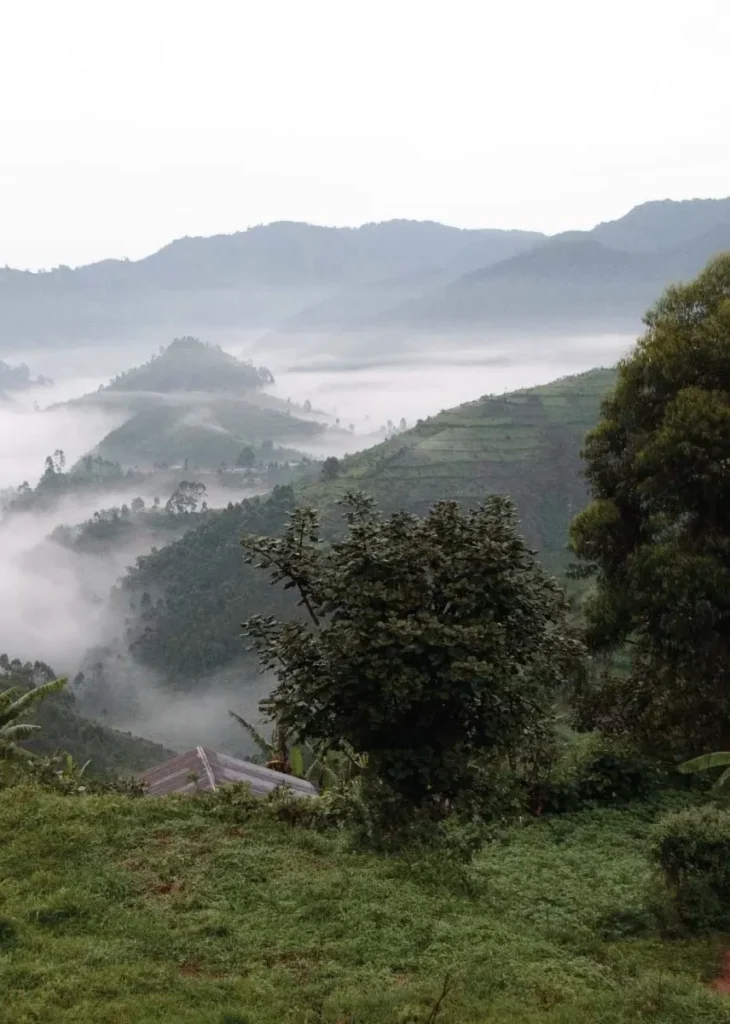 bwindi-forest