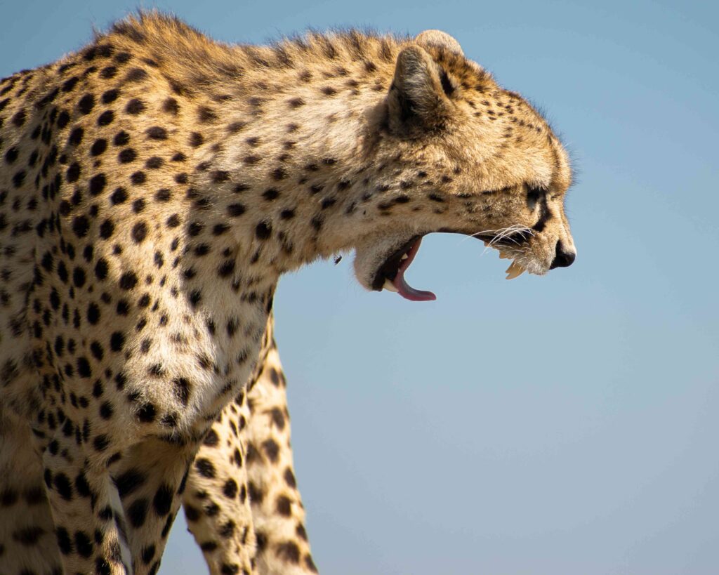cheetah (46)