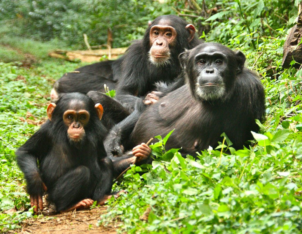 chimpanzees-in-kibale-forest-1024×794