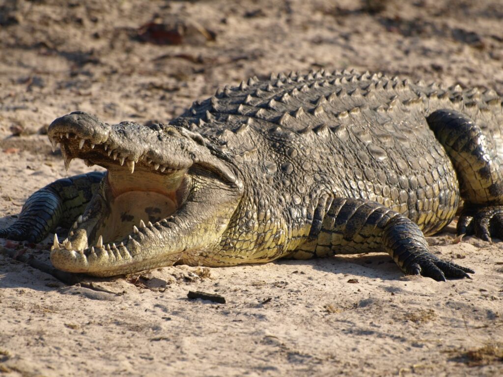 crocodile-06