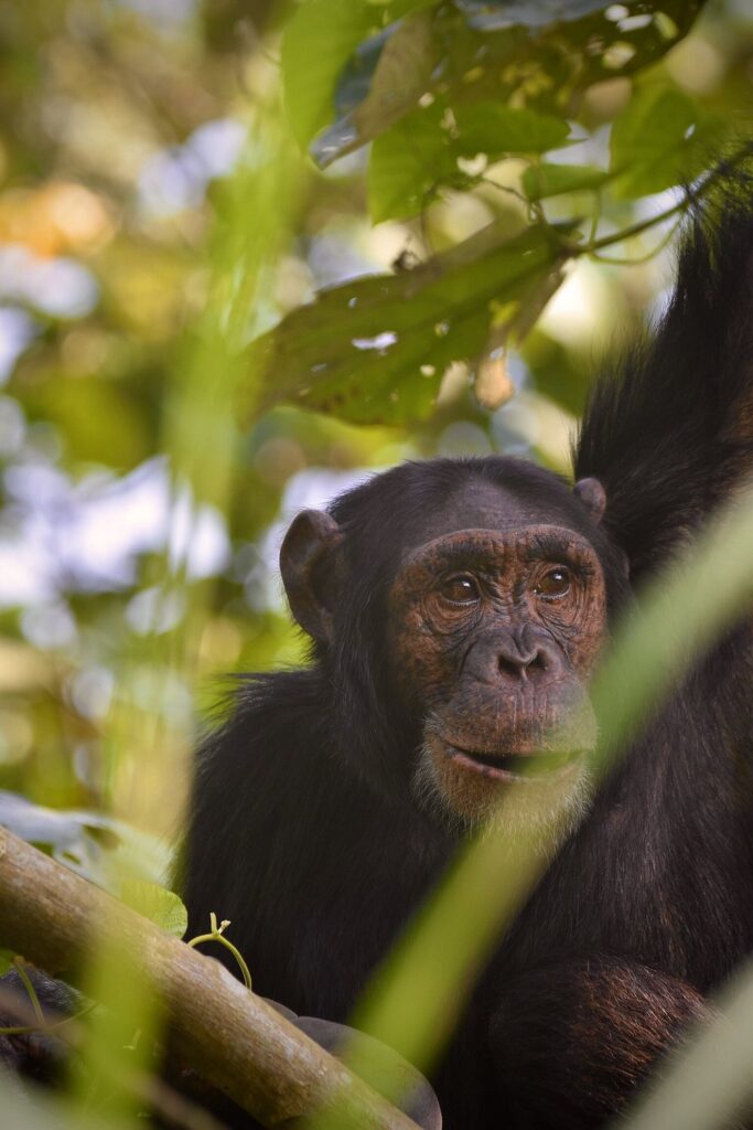 gorilla-chimp-trekking