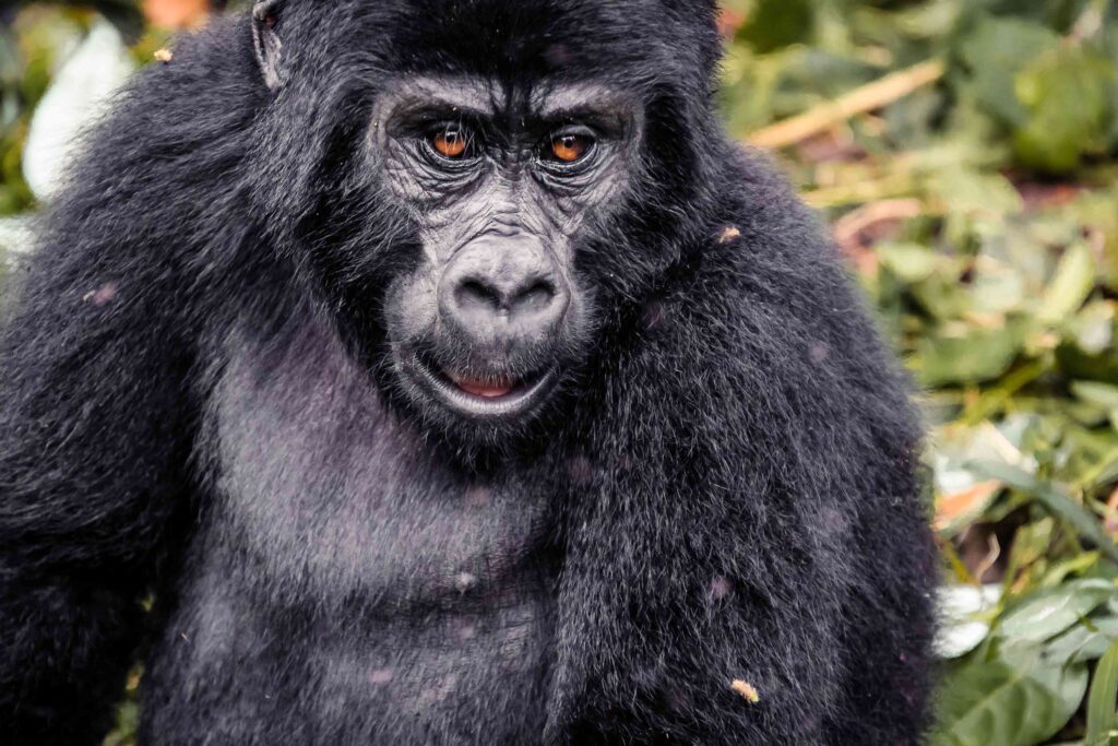 gorillas- (9)