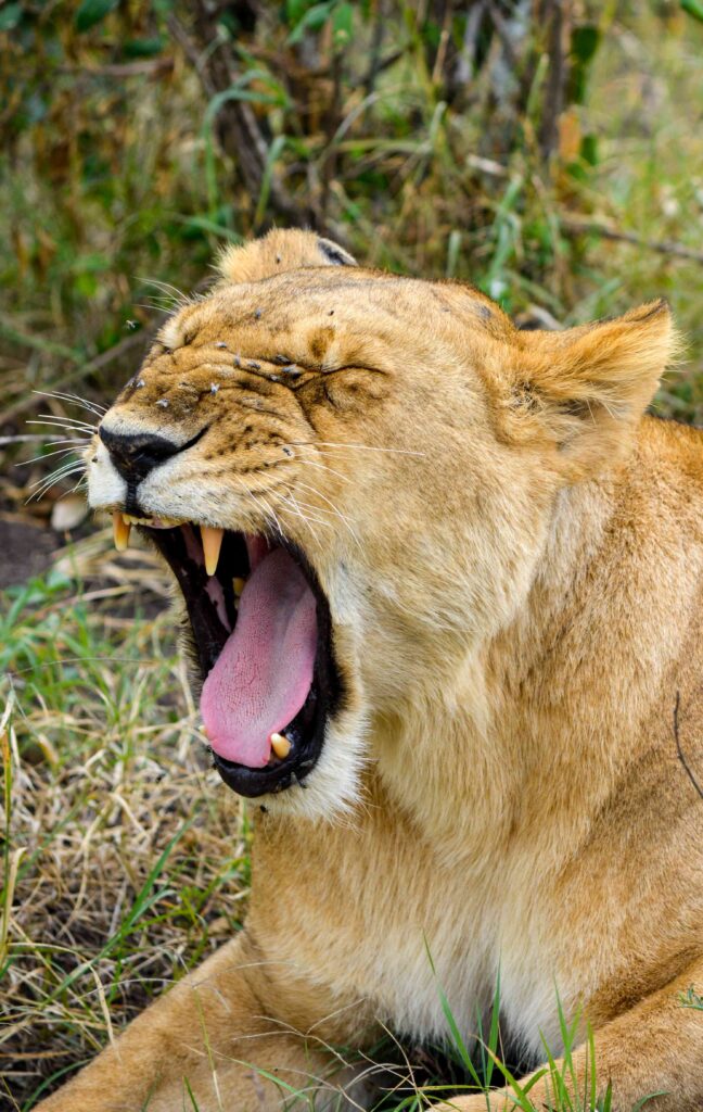 lion (49)