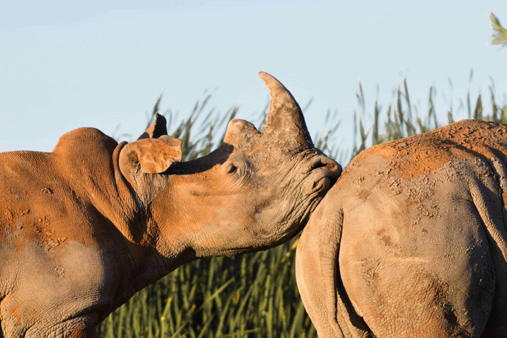 rhino (9)