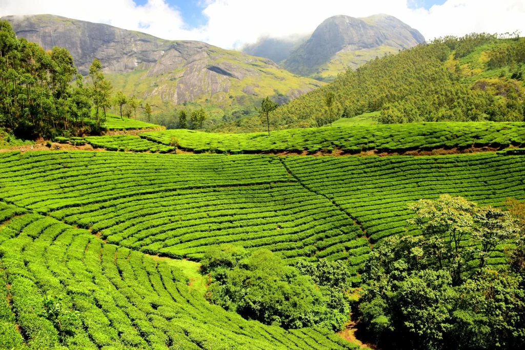 tea-plantation-1751369_1920