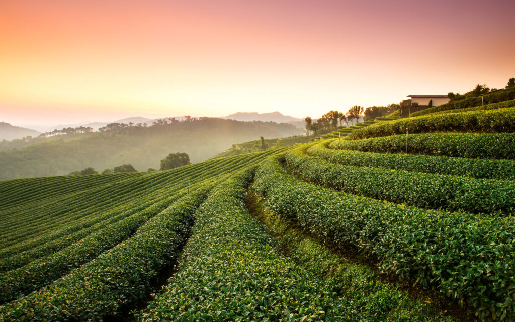 tea_plantation_landscape