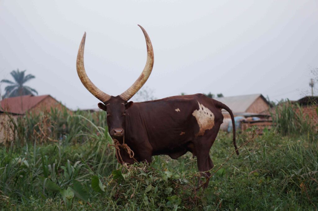 uganda-ankole-longhorn-cattle