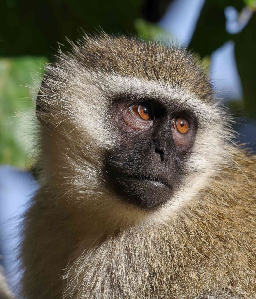 vervet-monkey (2)