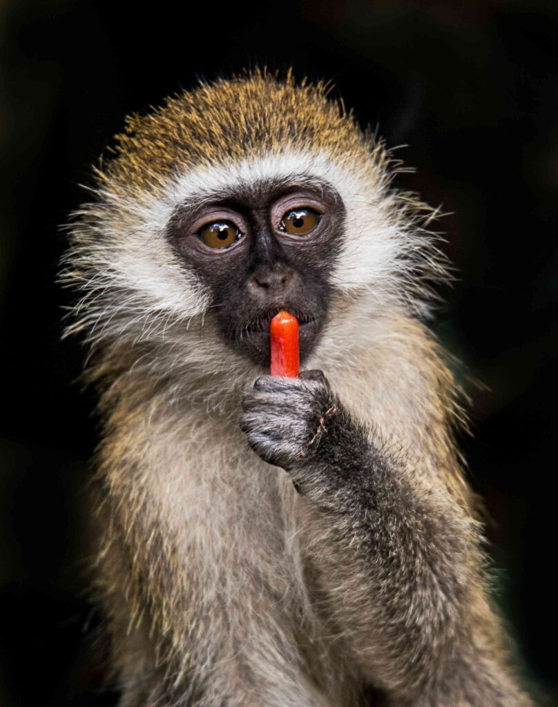 vervet-monkey (3)